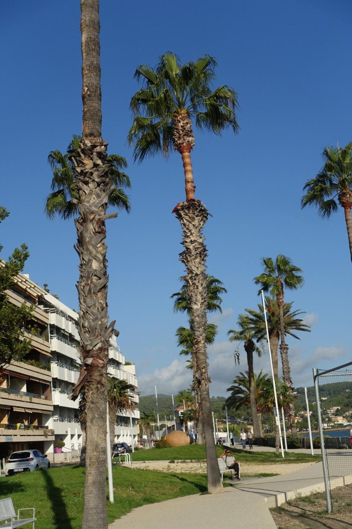 Les Jardins De Bandol, Piscine Privee, Belle Vue Mer Luaran gambar